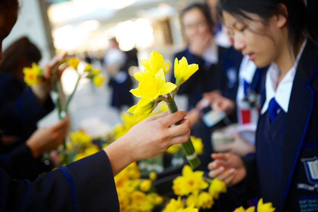 daffodil-day-752x530